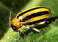 photo of cucumber beetle